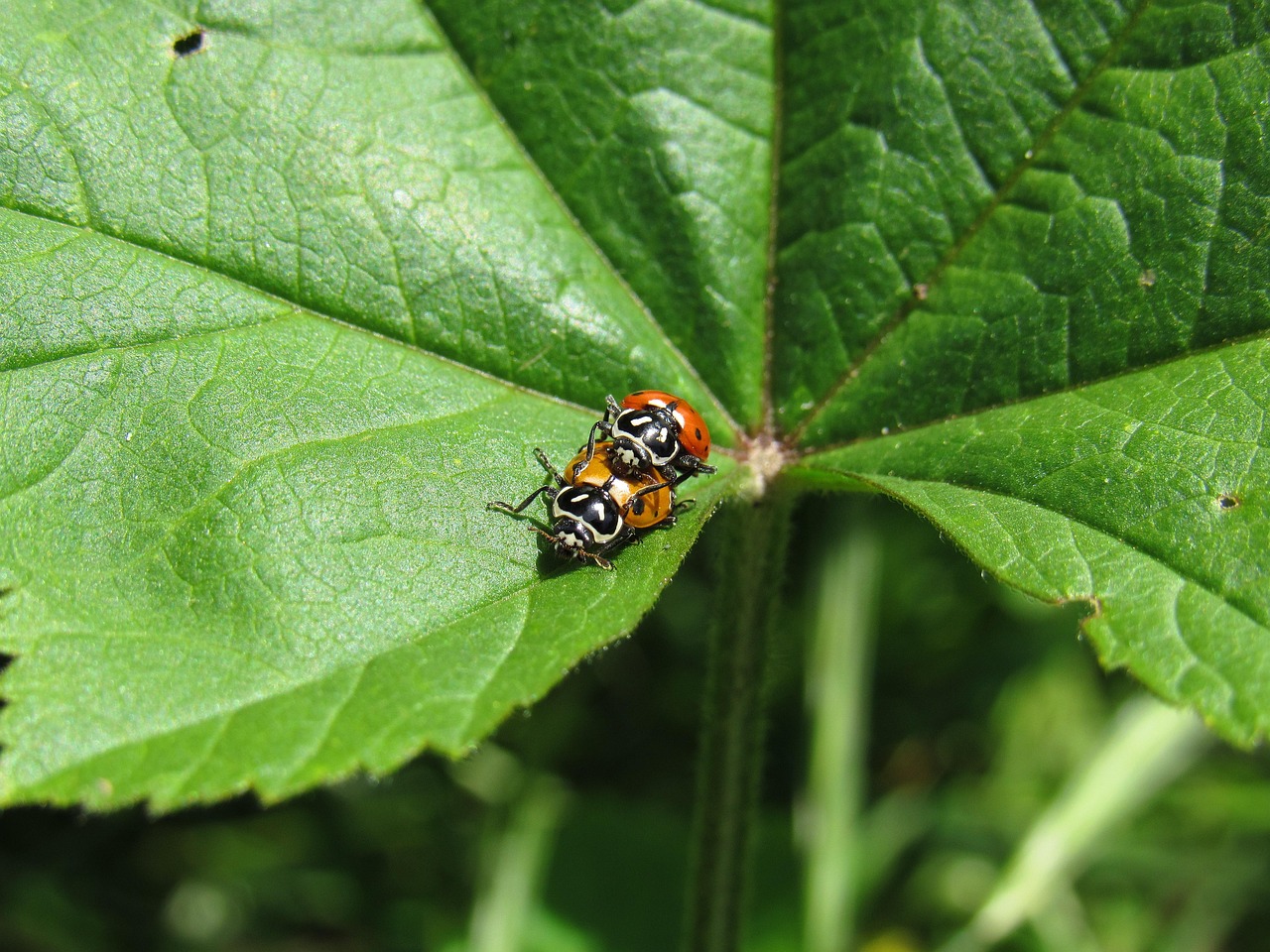 西部数码实名账号：得球app详情下载教程